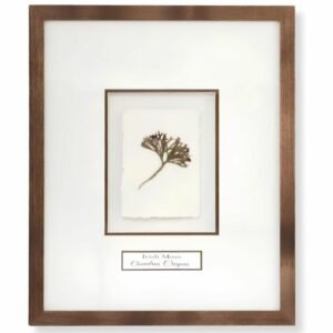 Irish Moss (Chondrus Crispus) by Nicola Weldon - Delicate Irish art with intricate Irish moss