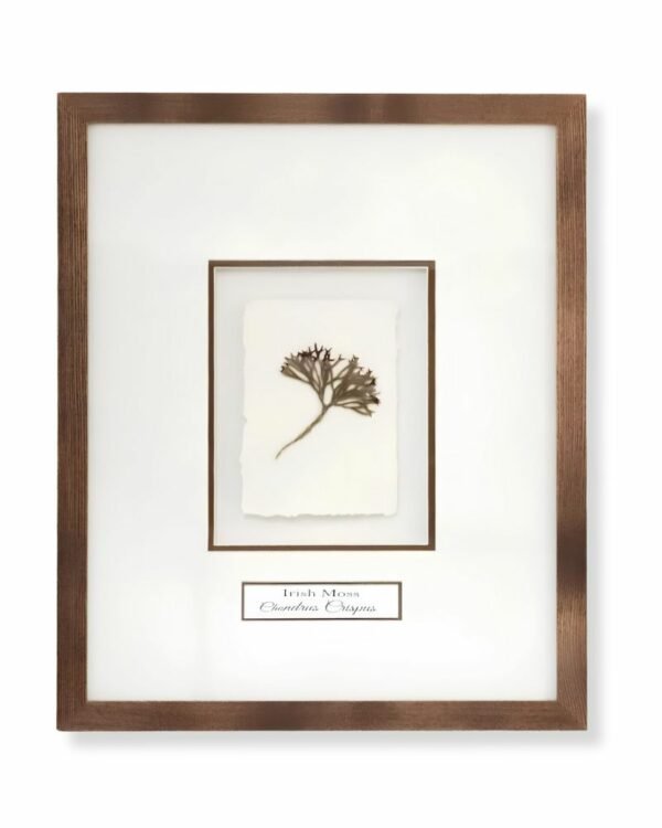 Irish Moss (Chondrus Crispus) by Nicola Weldon - Delicate Irish art with intricate Irish moss