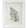 Dill by Nicola Weldon - Delicate Irish art with dill