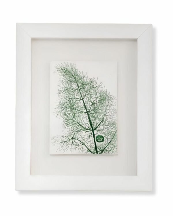 Dill by Nicola Weldon - Delicate Irish art with dill