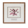 Dillisk / Dulse (Palmaria Palmata) by Nicola Weldon - Intricate Irish artist depiction of seaweed