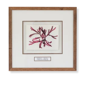 Dillisk / Dulse (Palmaria Palmata) by Nicola Weldon - Intricate Irish artist depiction of seaweed