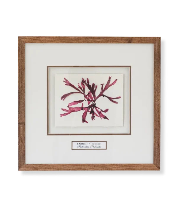 Dillisk / Dulse (Palmaria Palmata) by Nicola Weldon - Intricate Irish artist depiction of seaweed