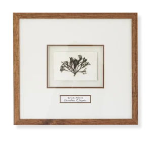 Irish Moss (Chondrus Crispus) by Nicola Weldon - Delicate Irish art with intricate Irish moss