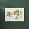 The Large Colourful Meadow Mix – Fine Art Print features three panels with botanical illustrations of green leaves and pink flowers. Displayed in a white frame on a dark green wall, it offers a modern, minimalist touch to your space.