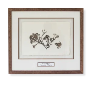 Irish Moss (Chondrus Crispus) by Nicola Weldon - Delicate Irish art with intricate Irish moss