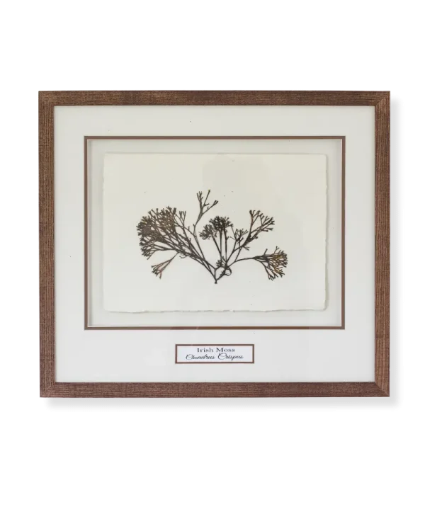 Irish Moss (Chondrus Crispus) by Nicola Weldon - Delicate Irish art with intricate Irish moss