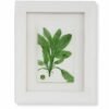 Sage (mini) by Nicola Weldon - Delicate Irish art with sage leaves in a compact size