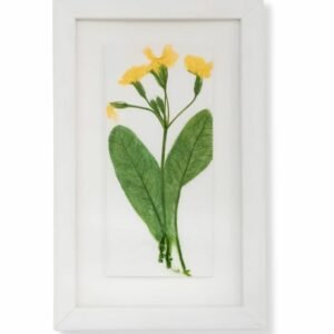 Primrose by Nicola Weldon - Delicate Irish art with primrose flowers