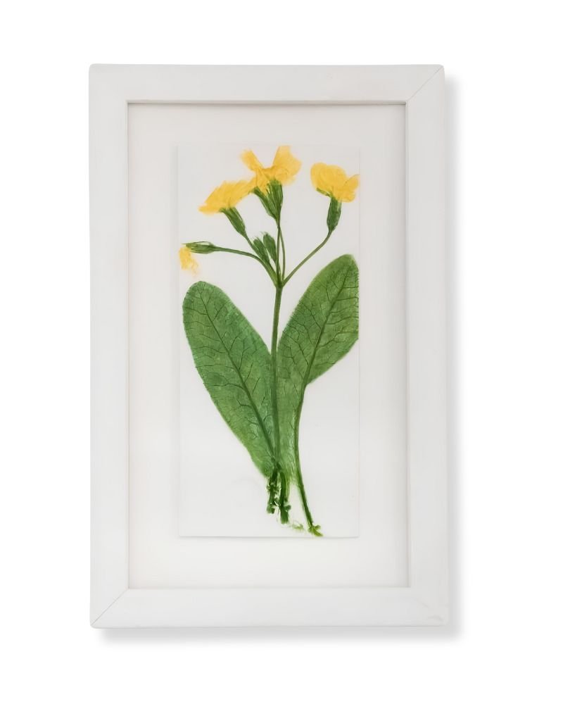 Primrose by Nicola Weldon - Delicate Irish art with primrose flowers