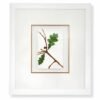 Oak Leaf on Branch by Nicola Weldon - Detailed Irish artist depiction of an oak leaf on a branch