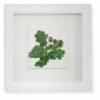 Oak Leaf with Acorn by Nicola Weldon - Detailed Irish artist depiction of an oak leaf and acorn