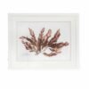 Sea Beech Seaweed by Nicola Weldon - Coastal fine art print with intricate seaweed designs