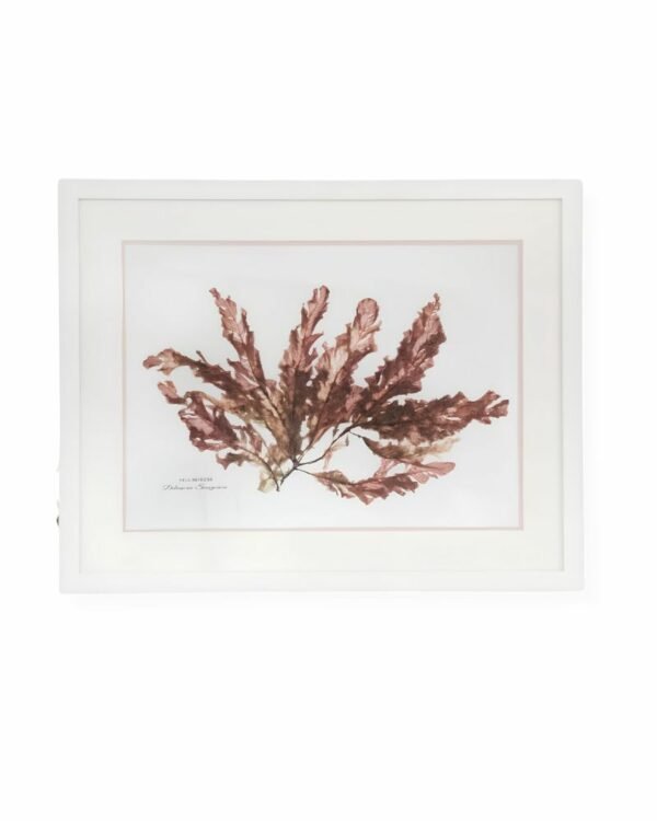 Sea Beech Seaweed by Nicola Weldon - Coastal fine art print with intricate seaweed designs