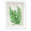 Unfurling Fern by Nicola Weldon - Delicate Irish art with an unfurling fern