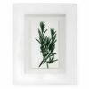 Rosemary by Nicola Weldon - Delicate Irish art with rosemary sprigs