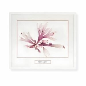 Purple Dulse by Nicola Weldon - Fine art print with intricate purple seaweed