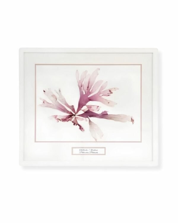 Purple Dulse by Nicola Weldon - Fine art print with intricate purple seaweed