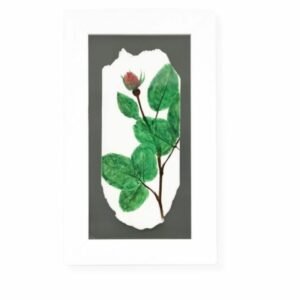 Rose Bud by Nicola Weldon - Delicate Irish artist depiction of a single rose bud