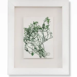 Thyme by Nicola Weldon - Delicate Irish art with thyme