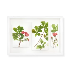 Wild Roses and Oak Leaves by Nicola Weldon - Fine art print with wild roses and oak leaves