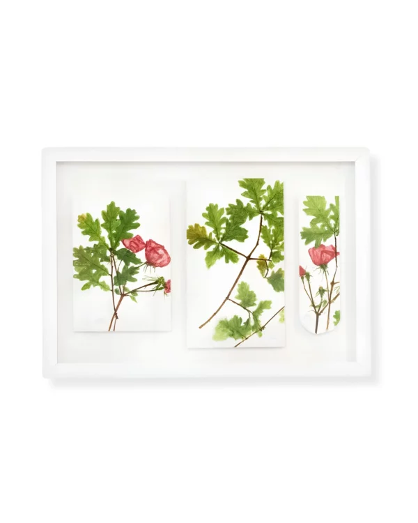 Wild Roses and Oak Leaves by Nicola Weldon - Fine art print with wild roses and oak leaves