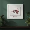 A framed Fine Art Print of "Serrated Wrack / Fucus Serratus," a botanical red seaweed illustration, hangs on a dark green wall above a wooden shelf, surrounded by lush green potted plants.