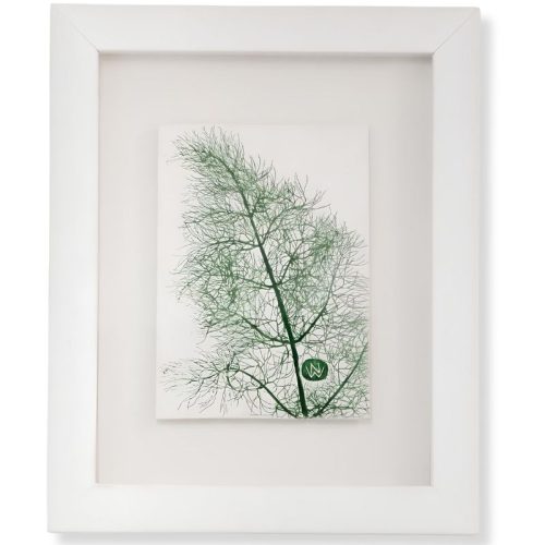 Dill by Nicola Weldon - Delicate Irish art with dill