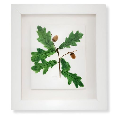 Oak Leaf with Acorn by Nicola Weldon - Detailed Irish artist depiction of an oak leaf and acorn